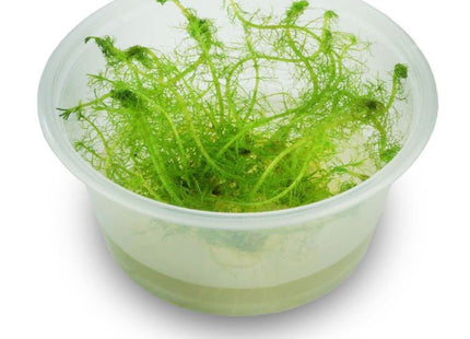 Tissue Culture - Myriophyllum Simulans 'Milfoil' - Nano Tanks Australia Aquarium Shop