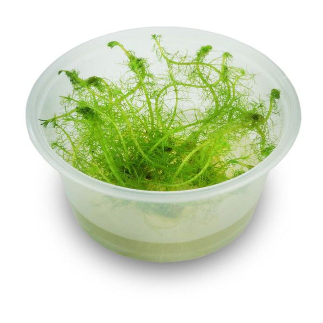 Tissue Culture - Myriophyllum Simulans 'Milfoil' - Nano Tanks Australia Aquarium Shop