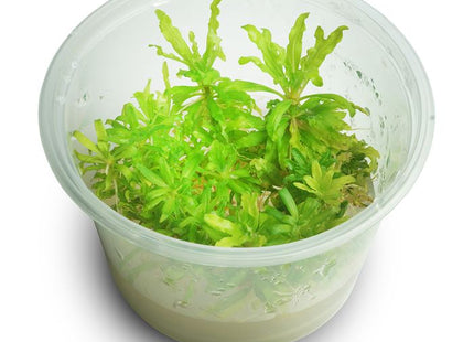 Tissue Culture - Pogostemon Helferi - Nano Tanks Australia Aquarium Shop