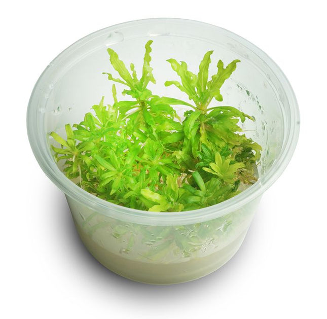 Tissue Culture - Pogostemon Helferi - Nano Tanks Australia Aquarium Shop