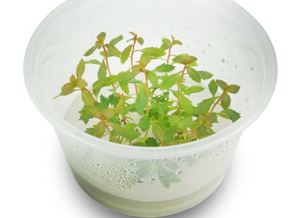 Tissue Culture - Proserpinaca Palustris 'Cuba' Mermaid Weed - Nano Tanks Australia Aquarium Shop