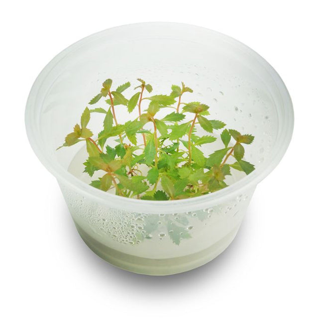 Tissue Culture - Proserpinaca Palustris 'Cuba' Mermaid Weed - Nano Tanks Australia Aquarium Shop