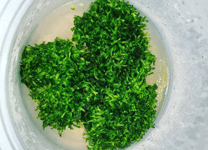 Tissue Culture - Riccia fluitans - Nano Tanks Australia Aquarium Shop