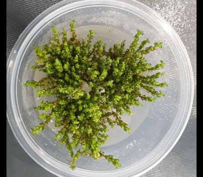 Tissue Culture - Rotala Macrandra 'Pearl' - Nano Tanks Australia Aquarium Shop