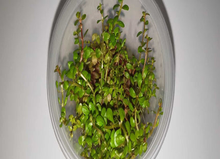 Tissue Culture - Rotala Rotundifolia - Nano Tanks Australia Aquarium Shop