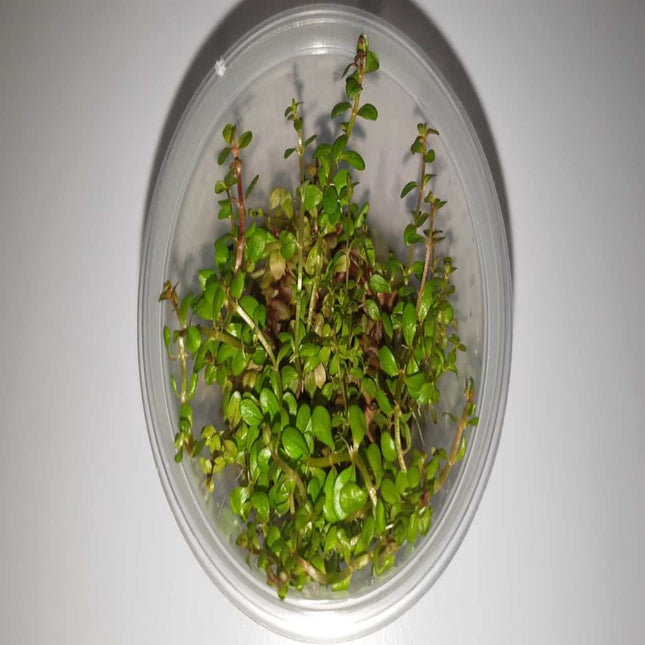 Tissue Culture - Rotala Rotundifolia - Nano Tanks Australia Aquarium Shop