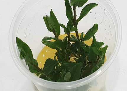 Tissue Culture - Staurogyne Repens - Nano Tanks Australia Aquarium Shop