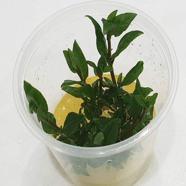 Tissue Culture - Staurogyne Repens - Nano Tanks Australia Aquarium Shop