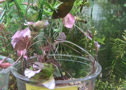 Tri Colour Lotus - Nano Tanks Australia Aquarium Shop