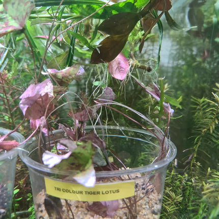 Tri Colour Lotus - Nano Tanks Australia Aquarium Shop