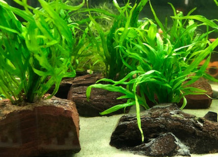 Trident Fern on Wood - Nano Tanks Australia Aquarium Shop