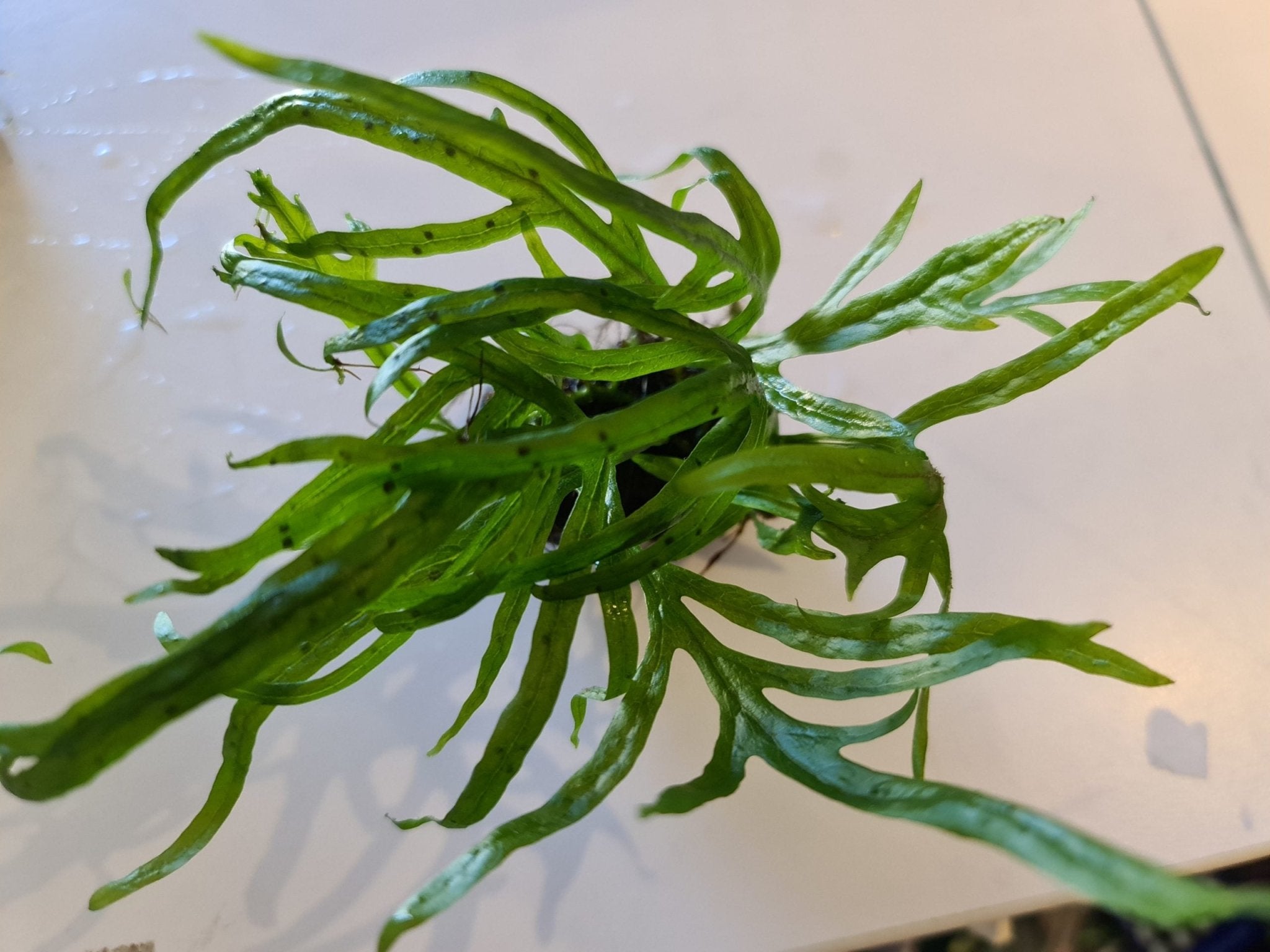 Trident Java Fern on piece – Nano Tanks Australia
