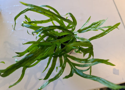 Trident Java Fern on piece - Nano Tanks Australia Aquarium Shop