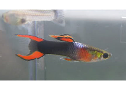 Tuxedo Endler Males - Nano Tanks Australia Aquarium Shop