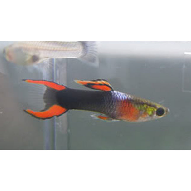 Tuxedo Endler Males - Nano Tanks Australia Aquarium Shop