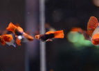 Male
