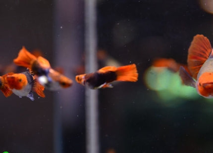 Tuxedo Koi Short Body Guppy Males and Females - Nano Tanks Australia Aquarium Shop