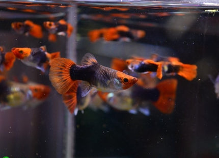 Tuxedo Koi Short Body Guppy Males and Females - Nano Tanks Australia Aquarium Shop