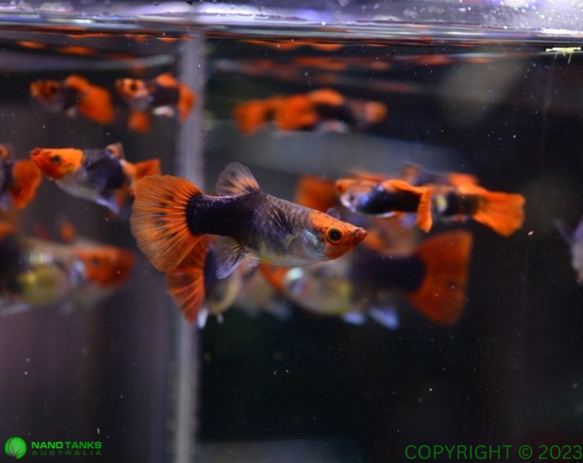 Tuxedo Koi Short Body Guppy Males and Females - Nano Tanks Australia Aquarium Shop