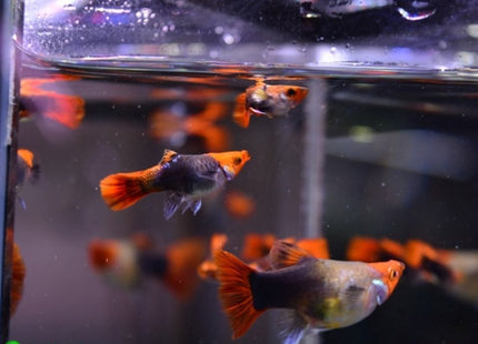Tuxedo Koi Short Body Guppy Males and Females - Nano Tanks Australia Aquarium Shop