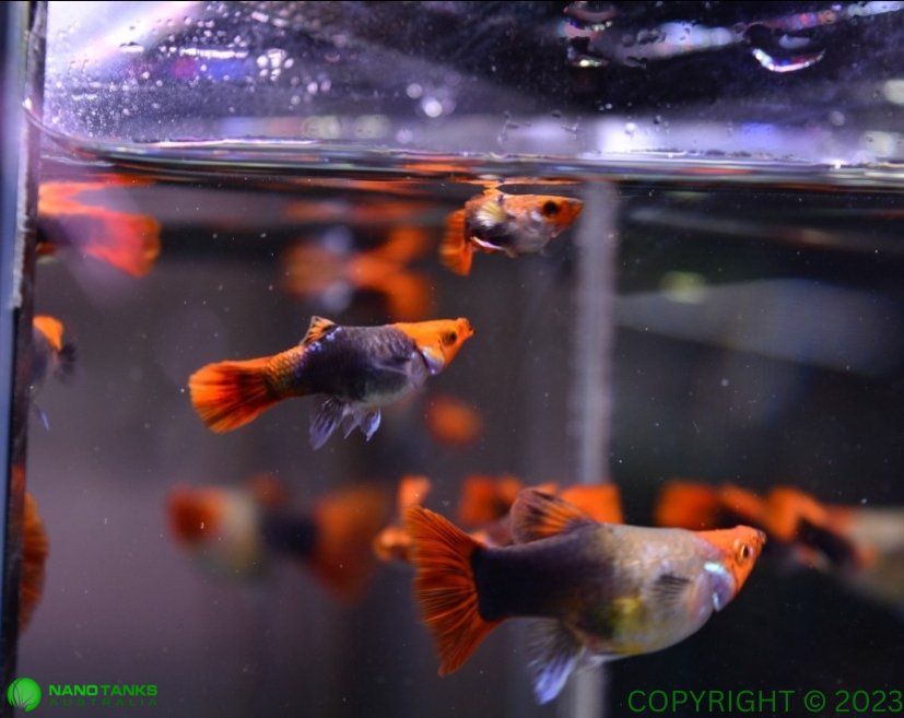 Tuxedo Koi Short Body Guppy Males and Females - Nano Tanks Australia Aquarium Shop