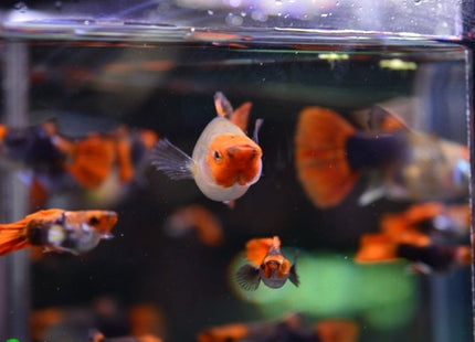 Tuxedo Koi Short Body Guppy Males and Females - Nano Tanks Australia Aquarium Shop