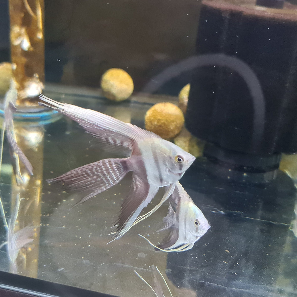 Tuxedo Lyretail Angelfish - Nano Tanks Australia Aquarium Shop