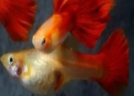 TUXEDO REDTAIL BLONDE GUPPY - Nano Tanks Australia Aquarium Shop