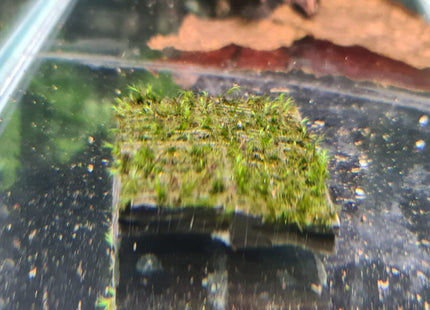 US Fissiden on slate - Nano Tanks Australia Aquarium Shop