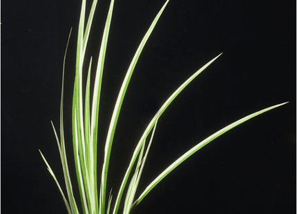 VARIEGATED RUSH (ACORUS GRAMINE) - Nano Tanks Australia Aquarium Shop