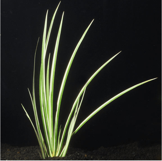 VARIEGATED RUSH (ACORUS GRAMINE) - Nano Tanks Australia Aquarium Shop