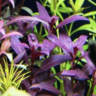 Violet Aquarium Plant - Nano Tanks Australia Aquarium Shop