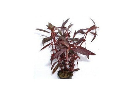 VIOLET (LANTERN SESSILIS) - Nano Tanks Australia Aquarium Shop
