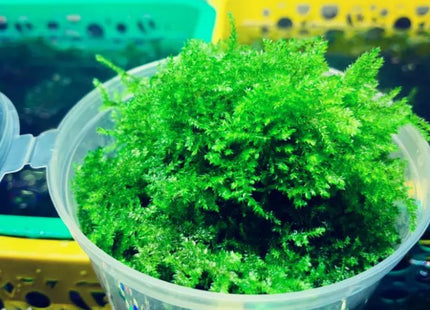 Weeping Moss 5x5cm - Nano Tanks Australia Aquarium Shop