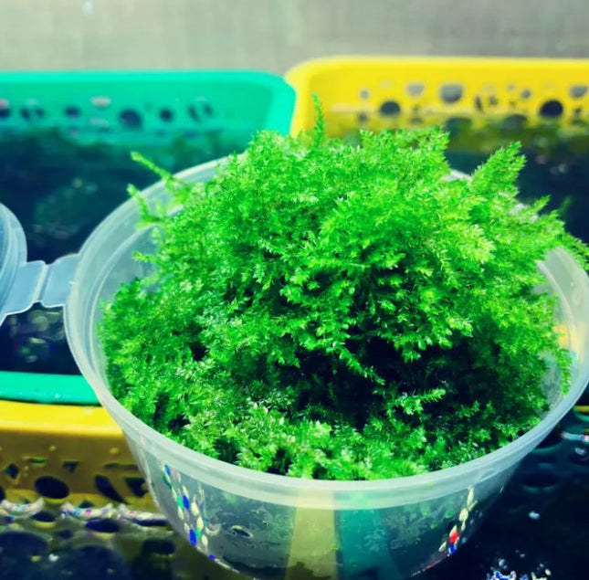 Weeping Moss 5x5cm - Nano Tanks Australia Aquarium Shop