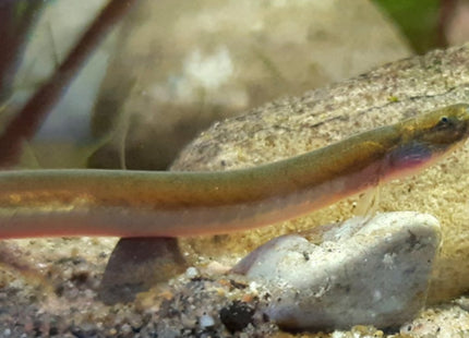 Whiptail Kuhli loach - Nano Tanks Australia Aquarium Shop