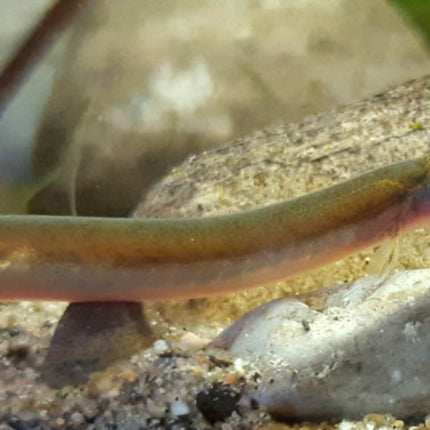 Whiptail Kuhli loach - Nano Tanks Australia Aquarium Shop