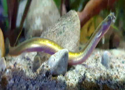 Whiptail Kuhli loach - Nano Tanks Australia Aquarium Shop