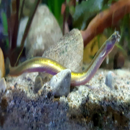 Whiptail Kuhli loach - Nano Tanks Australia Aquarium Shop