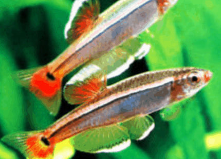 White Cloud Mountain Minnows 2-3cm - Nano Tanks Australia Aquarium Shop