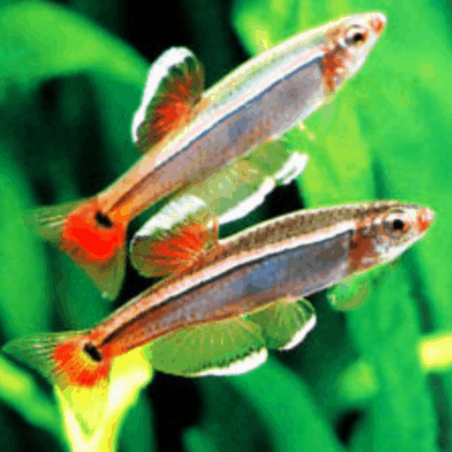 White Cloud Mountain Minnows 2-3cm - Nano Tanks Australia Aquarium Shop