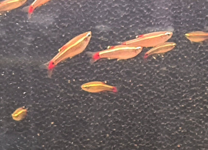 White Cloud Mountain Minnows 2-3cm - Nano Tanks Australia Aquarium Shop