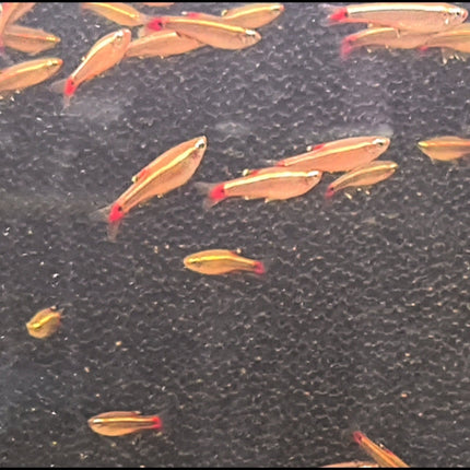 White Cloud Mountain Minnows 2-3cm - Nano Tanks Australia Aquarium Shop