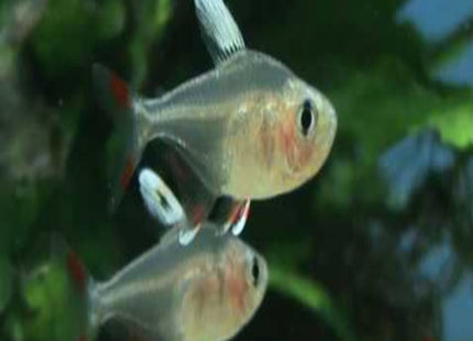 White Fin Ornate Tetra (Hyphessobrycon bentosi) 3cm - Nano Tanks Australia Aquarium Shop