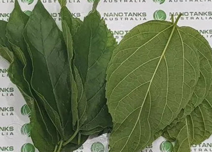 White Mulberry Leaves a pack of 10 leaves (crushed) - Nano Tanks Australia Aquarium Shop