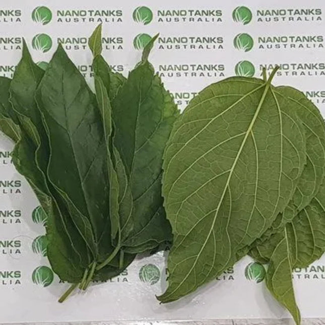 White Mulberry Leaves a pack of 10 leaves (crushed) - Nano Tanks Australia Aquarium Shop