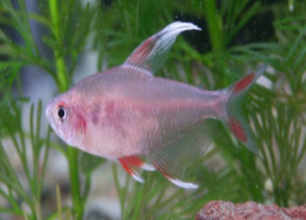 White Ornate Tetras Hyphessobrycon bentosi - Nano Tanks Australia Aquarium Shop