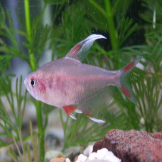 White Ornate Tetras Hyphessobrycon bentosi - Nano Tanks Australia Aquarium Shop