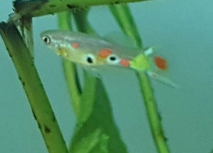 Wild Guppy - Nano Tanks Australia Aquarium Shop