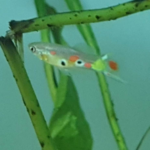 Wild Guppy - Nano Tanks Australia Aquarium Shop